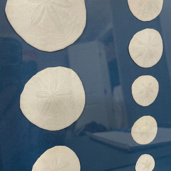 Real Sand Dollar Pictures Set of 2 - Picture 4 of 7